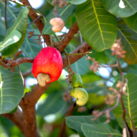 Premium Quality Cashew Nuts