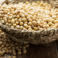 Premium Tanzanian Soybeans