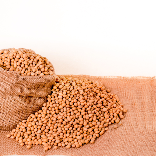 Premium Tanzanian Soybeans